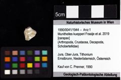 Foto (Objket + Etiketten) von Munitheites kuepperi (Fraaije et al., 2019) 